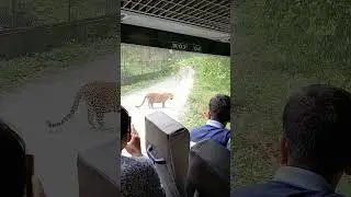 Siliguri Bengal Safari           #viralvideo #viral #viralshorts #wildlife