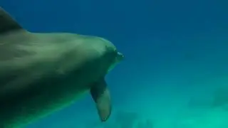 fun diving Dolphins