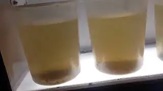 SBR Decant Treatment with ACTIFLO