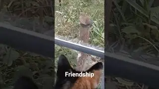 Friendship Between Cat & Dove #nature #youtube #shorts #trending #viral #dinaradica