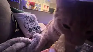 Cat Eating Chip Mukbang **ASMR**