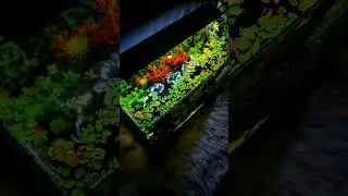Quick update to my 5 gallon tank