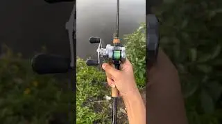 Shimano Calcutta Conquest dc #shimano #shimanofishing #shimanocalcuttaconquestdc #reel #baitcasting