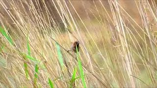 Scaly-breasted muniaBird 