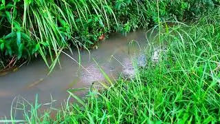 Gentle River Flow, Relaxing Nature Sounds, Birds Singing, Babbling Stream