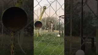 The bouncing of the Serval cat is so strong that even the birds are flying away. The animal world