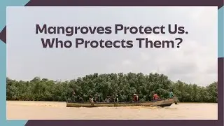 Mangroves Tell a Story, Please Listen- Hen Mpoano