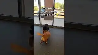Best Friends - Dogs Playing Together | Dogs of Tucson, Arizona - Dog Daycare, Indoor Dog Park