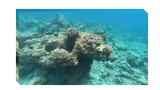 Deep Sea Snorkeling @Triple Rock Reef- Maldives