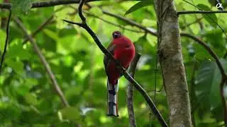 Asmr of bird watching || Ward's Trogon || Sounds #birdsounds