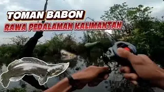 Casting Toman Di Spot Rawa Pedalaman kalimantan 