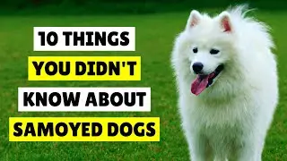 10 INTERESTING Things You Didn't Know About Samoyed Dogs 😍