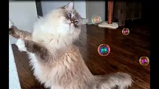 Cats Vs Catnip Bubbles