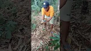Wow, this man found a unique bird, the color is really cool. #nature  #shortvideo