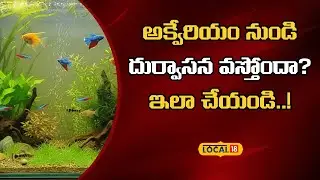 Aquarium cleaning tips | అక్వేరియం నుండి  దుర్వాసన వస్తోందా.. ? ఇలా చేయండి..! | #local18v