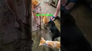 aso't pusa #housepets #cutepets #dogs #cats #reels #fyp