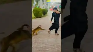 Bandar Tamasha😝😂#funnymonkey #angrymonkey #funnyanimal