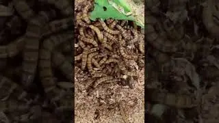 Wriggling morioworms - so cool!