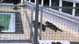zeehonden