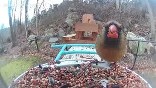 1 Hour of Birds & Smooth Jazz | Relaxing Bird Feeder Ambience