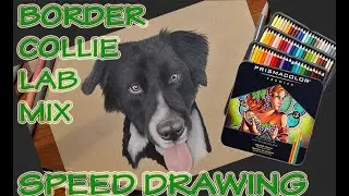 Border Collie Lab Mix - Prismacolor Premier - Speed Drawing