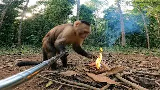 Monkey Makes Coffee in the Wild