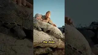 They Strapped BOMBS to Dogs in WW2