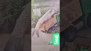 🎣🎣😱😱rohu fish #trending #viral #fish #fishing #amazon unloading by truck 😱😱🎣🎣