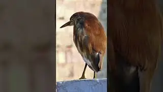 Giant Bagula Pakshi #heron #bird