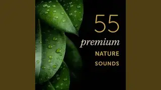 Broad Spectrum Noise. White, Brown, Pink Noise Therapy from Constant Wind Storm