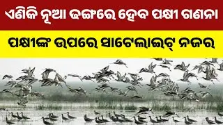 New Technology To Be Used for Bird And Turtle Counting | Sensors To Help Identify Species