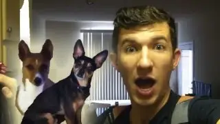 Dog Sitting for AceAndG!