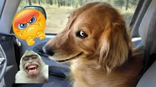 Funny animals Dog anda cats