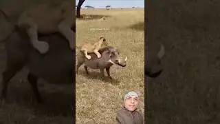 Baby Tiger Rides a Jungle Pig&hellip; You Won&rsquo;t Believe What Happens Next! 😱🐯