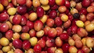 International Coffee Day: What Makes Kona Hawaii's Coffee Growing Center