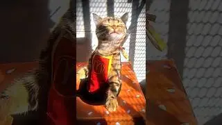 Cats Acting Like Humans 💀☠️