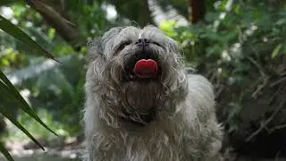 La Vida surfa con Chia 🐾 Leyenda Mexicana
