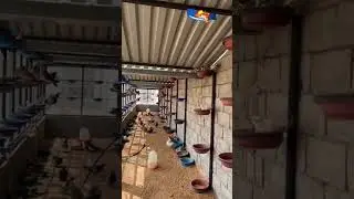 pigeon breeding setup #viral #pigeon #kabootar #ytshorts