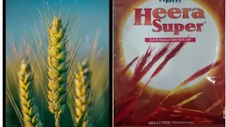 Heera Super 2-4-D Sodium Salt 80%,गेहूं के लिए बेस्ट खरपतवार नाशक 24D
