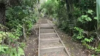 Marawhara / Whites Track Piha 