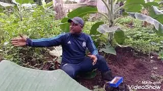 la production de la papaye
