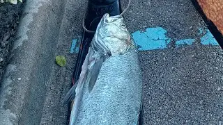 Pesca submarina selectiva de autoconsumo 