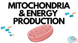 Mitochondria & Energy Production