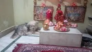 LEO 🐶🐕THE SINGING SENSATION - WORLD&rsquo;S BEST CLASSICAL SINGING DOG (1)
