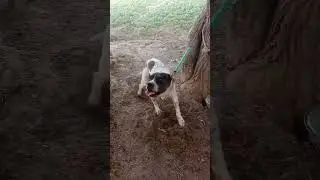 king bully