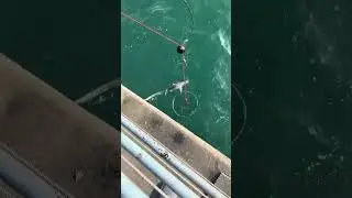 Thresher shark at Santa Monica Pier 
