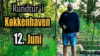Køkkenhaven: Rundtur i Juni 2025