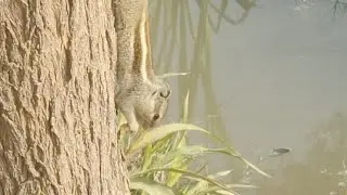 Squirrel time #love #nature 