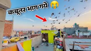 तावा डाला और 1 कबूतर भाग गया 🥺| Aaj 1 Kabootar Bhag Gaya Hamara 😞