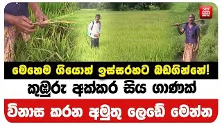 මෙහෙම ගියොත් ඉස්සරහට බඩගින්නේ!